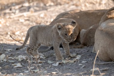 lion cub laying in a bush in the sun in national park