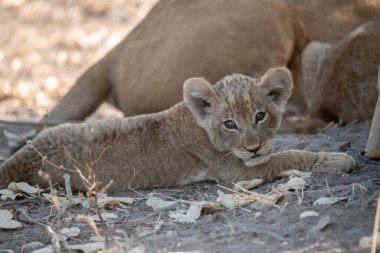 Güney Afrika 'daki Kruger Ulusal Parkı' nda aslan yavrusu.