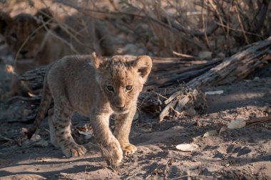 lion cub walking on the dry ground