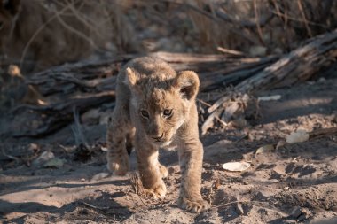Kuru çalılıklarda yürüyen küçük aslan yavrusu