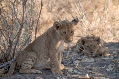 young lion cubs in a grass