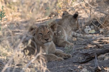 Yavru aslan yavrusuyla oynuyor.
