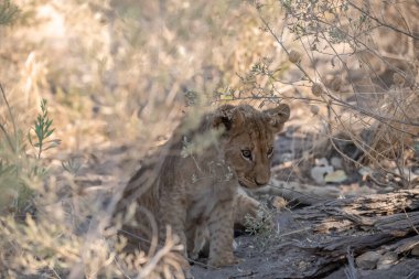 lion cub walking in the grass in the national park