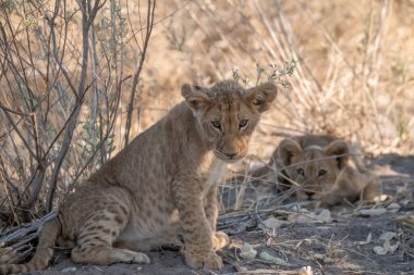 Yavru bir yavrusu olan genç anne çimenlerde oturuyor.