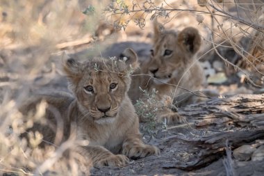 Aslan yavrusu kuru çimenlerde yatıyor.