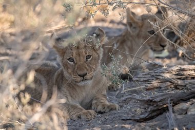lioness with a cubs resting on the grass