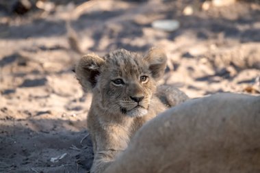 Genç aslan Kruger parkında, Güney Afrika.