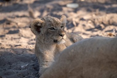 Küçük aslan yavrusu Kruger Ulusal Parkı, Güney Afrika 'da yürüyor..