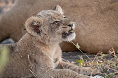 Aslan yavrusu çim üzerinde yalan