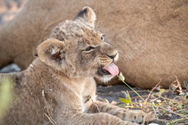 Genç aslan yavrusu Kruger Milli Parkı, Güney Afrika 'da oynuyor..