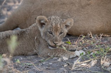Genç aslan yavrusu bir aslan yavrusuyla oynuyor.
