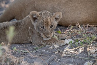 Chochonational Park 'ta, Botswana' da, Afrika 'da, Afrika' da küçük bir aslan yatıyor.