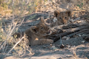 lion cub lying on the ground, kruger national park, south africa