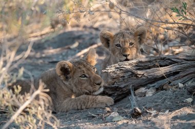 Kruger Ulusal Parkı 'nda aslan yavrusu