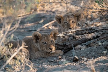 Otların arasında oynayan aslan yavrusu