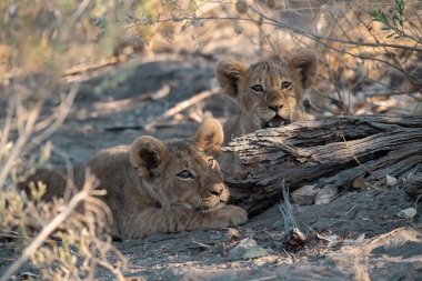 Genç aslan yavruları yaşam alanlarında