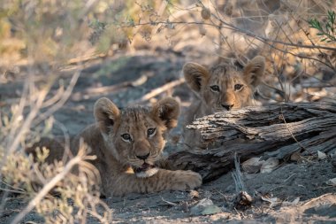 Genç aslan yavrusu çimlerin üzerinde yatıyor. Kruger Park, Güney Afrika.