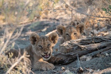 Kuru ağaçta oynayan aslan yavruları.
