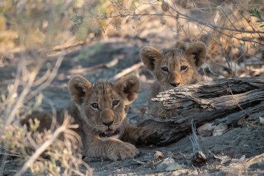 Güney Afrika 'daki Kruger Ulusal Parkı' nda oynayan iki aslan yavrusu..