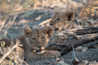 Güney Afrika Kruger Milli Parkı 'nda oynayan iki genç aslan Felidae familyasından Specie Panthera Leo