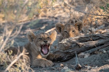 Güney Afrika 'daki Kruger Ulusal Parkı' nda yerde yatan aslan yavrusu.