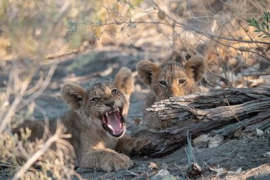 İki genç aslan yavrusu çalılıklarda yerde dinleniyor..