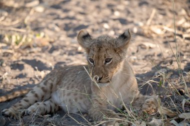 young female cheetah walking in the grass
