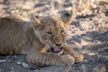 Genç Afrika aslanı Kruger Ulusal Parkı, Güney Afrika.