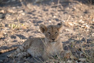 lioness cub lying down in the grass in the national park