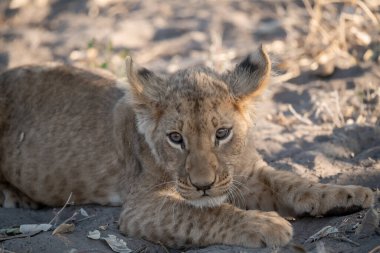 Botsvana 'daki Chochochonational parkında çimlerin üzerinde yatan aslan.