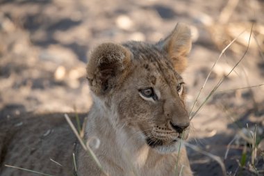 Vahşi Batı 'da Afrika' nın savanındaki aslan.