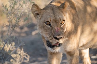 Afrika 'nın güneyindeki Kruger parkında bir Afrika aslanının portresini yakın plan çek.