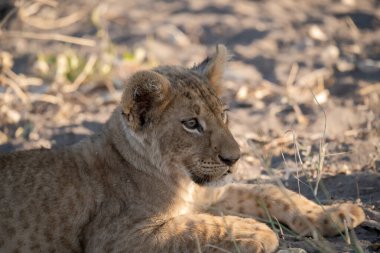 Kruger Park 'taki genç aslan yavrusu