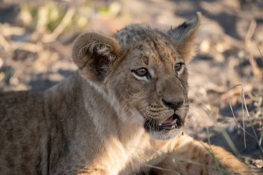 Kruger Ulusal Parkı 'ndaki genç aslan yavrusu.