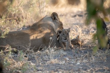 Aslan yavrusu anne ve yavrusuyla