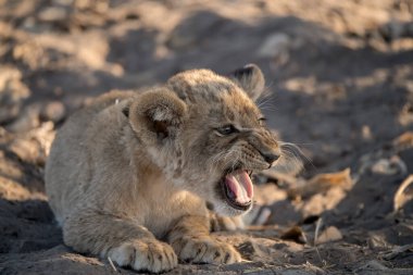 Güney Afrika 'daki Kruger Ulusal Parkı' nda dişi aslan.