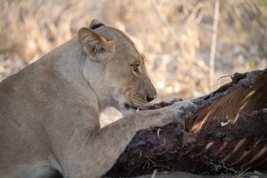 Güney Afrika 'daki Kruger Ulusal Parkı' nda et yiyen büyük beyaz bir aslan..