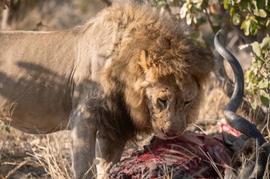 Aslan vahşi doğasında.