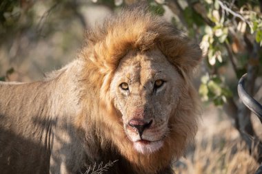 Aslan Kruger Park, Güney Afrika