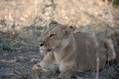 Dişi aslan, Botswana 'daki Chobe Ulusal Parkı' nda kuru çimlerde dinleniyor..