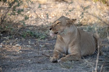 Dişi aslan çalılıklarda yatıyor..