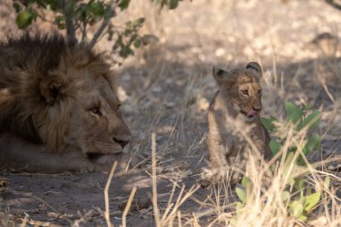 Güney Afrika 'daki Kruger Ulusal Parkı' nda aslan ailesi..