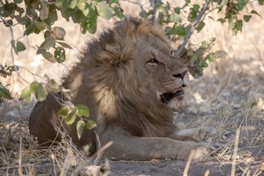 Kenya bozkırında vahşi bir aslan