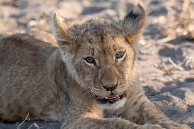 Güney Afrika 'daki Kruger Park' ta dişi aslan.