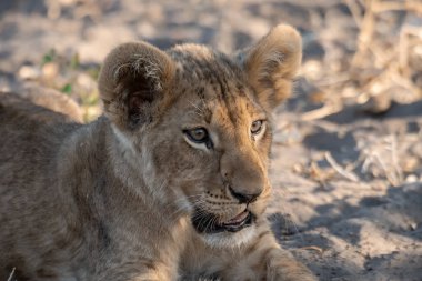 Aslan yavrusu güneşin altında dinleniyor.