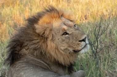 Zimbabwe savanındaki aslan.