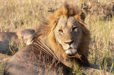 male lion resting in a dry grass in the chobe national park in the chobe chobotswana