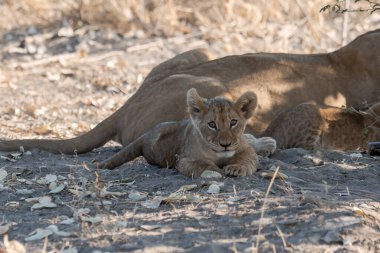 lioness with cub lying down on dry grass in the national park in namibia.
