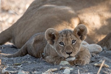 lion cub laying down on the ground