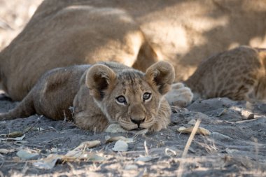 Aslan yavrusu kuru çimenlerde yerde yatıyor.